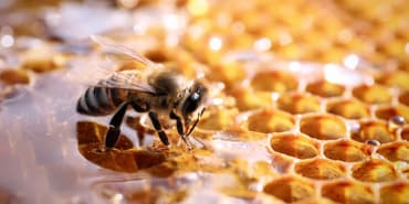 Die CLIC®-Chronik: Wie der hochmoderne Imkereiansatz von BeeHero zu einem nachhaltigeren Ernährungssystem beiträgt