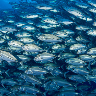 The economics of overfishing: can we sustainably feed the world’s appetite for fish?