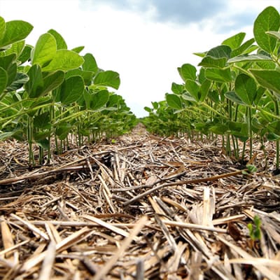 Die CLIC®-Chronik: Wie der globale Lebensmittelmittelriese Nestlé die regenerative Landwirtschaft in den Mittelpunkt einer nachhaltigen Ernährung stellt