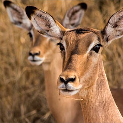 COP15: Eine einmalige Gelegenheit, unsere lebenswichtige Biodiversität zu schützen
