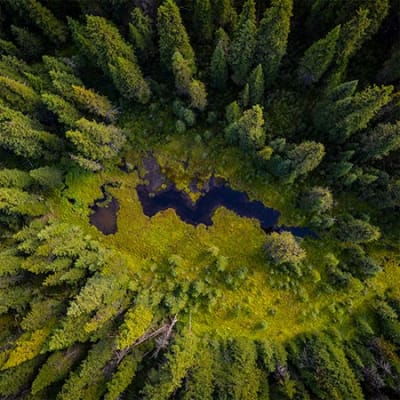 Les cinq grandes raisons d’investir maintenant dans les forêts