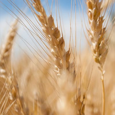 How can we feed the planet sustainably? 3 interesting sectors for investors