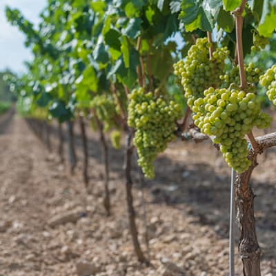 Famille Rouvinez: un patrimoine viticole préservé durablement depuis trois générations 