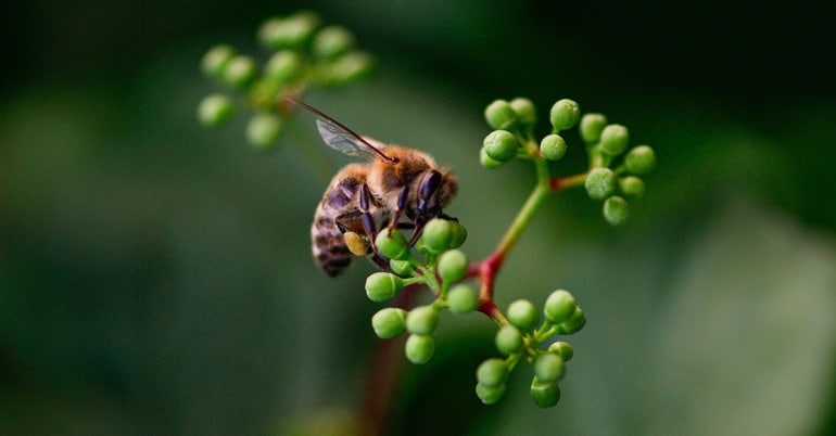 COP16 on biodiversity: a crucial milestone in Cali to encourage investments in nature-based solutions