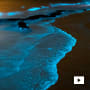 The CLIC® Chronicles: Meet Glowee, the startup creating sustainable lighting from bioluminescent bacteria 